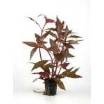 ALTERNANTHERA CARDINALIS