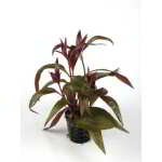 ALTERNANTHERA LILACINA