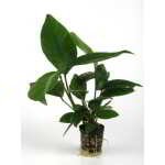 ANUBIAS HETEROPHYLLA