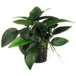 ANUBIAS NANA