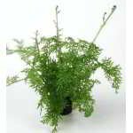 CERATOPTERIS SILIQUOSA