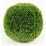 CHLADOFLORA AEGAGROPILA MINI