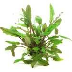 CRYPTOCORYNE BECKETTII