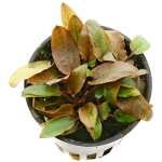 CRYPTOCORYNE PETCHII ROSE
