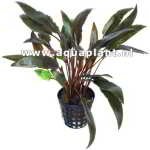 CRYPTOCORYNE SP ROUGE