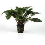 CRYPTOCORYNE ONDULE KASSELMAN