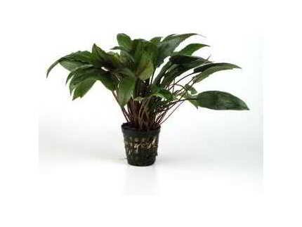 CRYPTOCORYNE ONDULE KASSELMAN