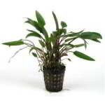 CRYPTOCORYNE UNDULATUS VERT