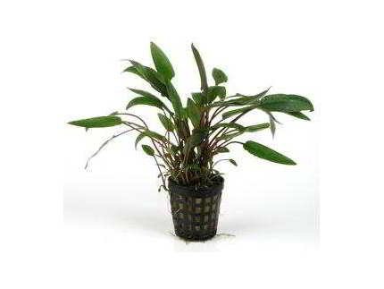 CRYPTOCORYNE UNDULATUS VERT