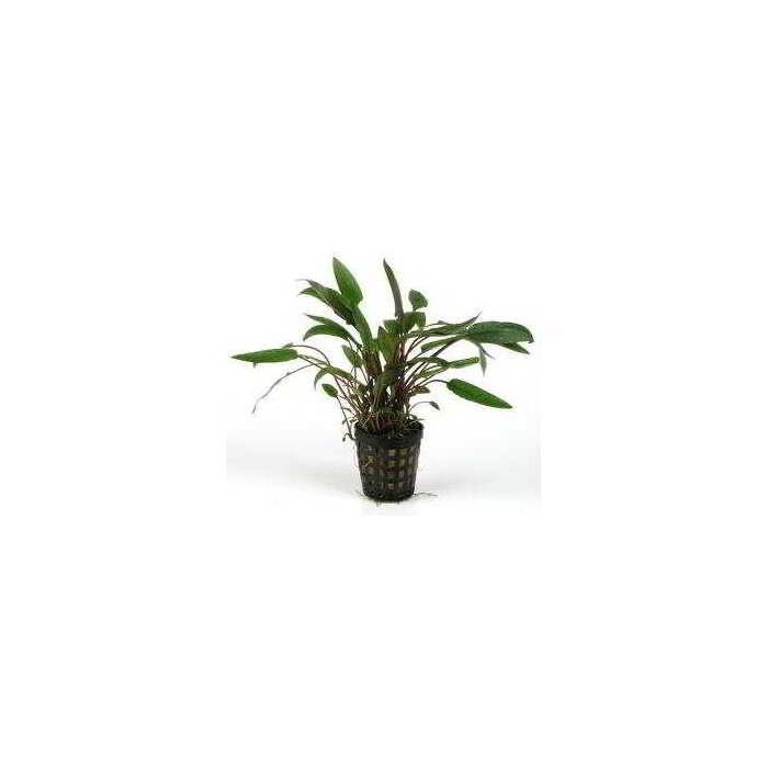 CRYPTOCORYNE UNDULATUS VERT – Image 1