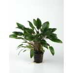 CRYPTOCORYNE WENDTII VERT