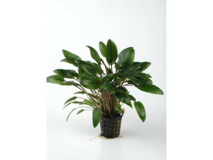 CRYPTOCORYNE WENDTII VERT