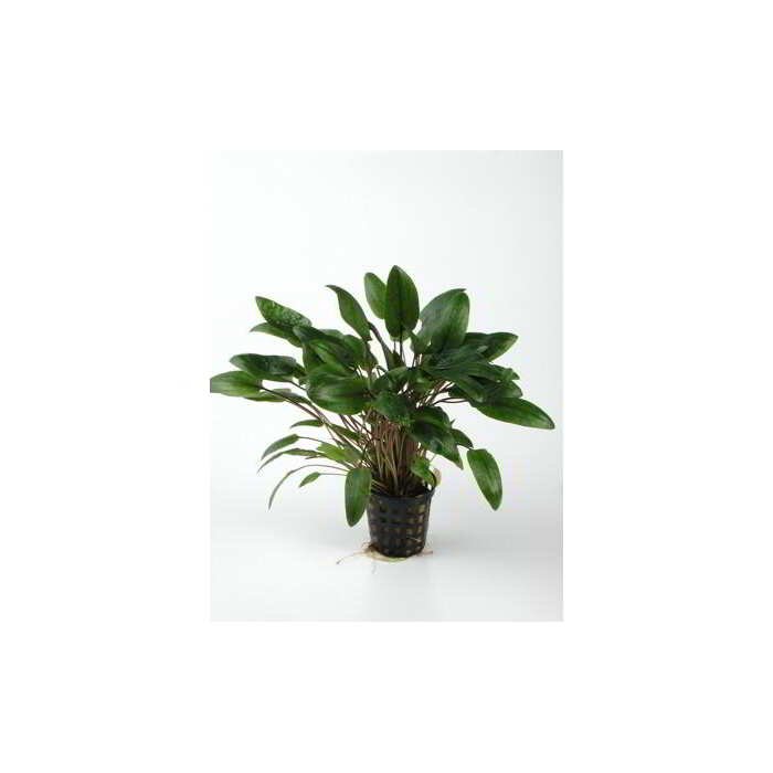 CRYPTOCORYNE WENDTII VERT – Image 1
