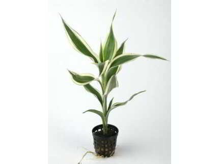 DRACAENA SANDERIANA