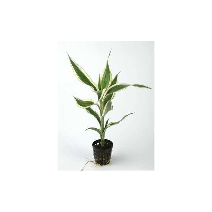 DRACAENA SANDERIANA – Image 1