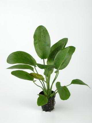 ECHINODORUS OZELOT VERT
