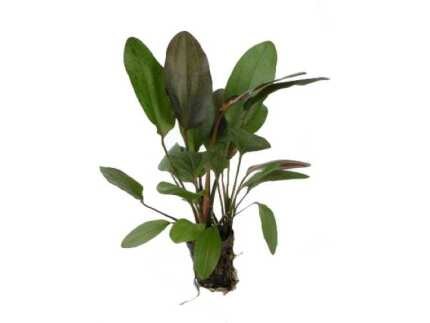 ECHINODORUS OZELOT ROUGE