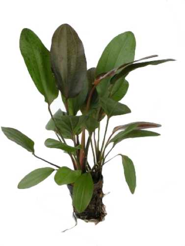 ECHINODORUS OZELOT ROUGE