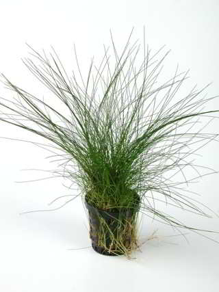 ÉLÉOCHARIS ACICULARIS