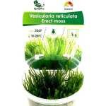 MOUSSE ÉRIGÉE IN VITRO