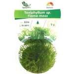 MOUSSE DE FLAMME IN VITRO