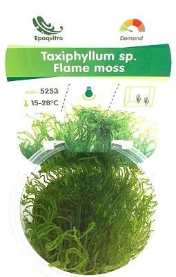 mousse-de-flamme-in-vitro MOUSSE DE FLAMME IN VITRO – Image 1