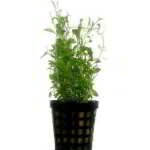 GLOSSOSTIGMA ELATINOIDES