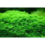 HEMIANTHUS CALLITRICHOIDES