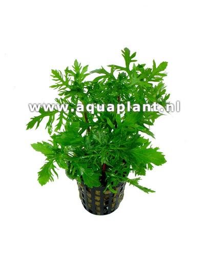 hygrophila-difformis HYGROPHILA DIFFORMIS – Image 1