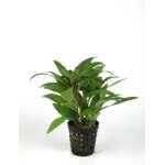 HYGROPHILA GUANENSIS