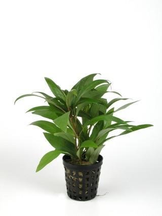 hygrophila-guanensis HYGROPHILA GUANENSIS – Image 1