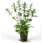 HYGROPHILA POLYSPERMA