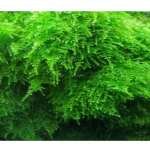 Mousse de Noël in vitro