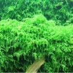 Mousse pleureuse in vitro