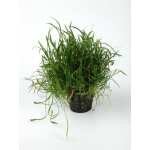 LILAEOPSIS NOVEA-ZEALANDIAE