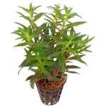 LIMNOPHILE AROMATIQUE