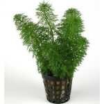 LIMNOPHILE HETEROPHYLLA