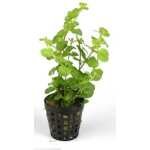 LYSIMACHIE NUMMULARIA 