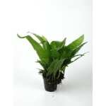 PTEROPUS MICROSORIUM