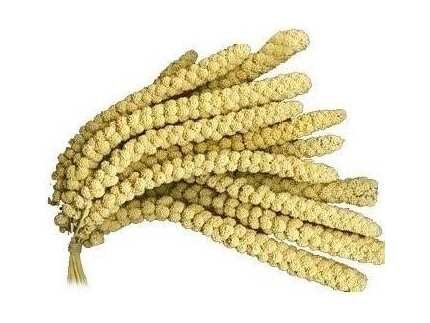 Épis de maïs, millet, 500 g