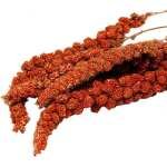 Épis de maïs de millet rouge 1 kg