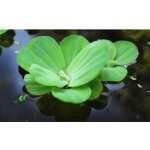 PISTIA STRATIOTES 'COMPACT'