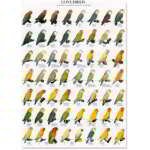 AFFICHE INSÉPARABLE 1