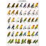 AFFICHE LOVEBIRD 2