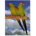 AFFICHE ARA À TÊTE ROUGE