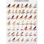 AFFICHE CANARIES COULEUR 1