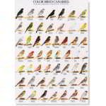 AFFICHE CANARIES COULEUR 2