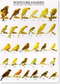 affiche-canarios-porte AFFICHE CANARIOS PORTE – Image 1