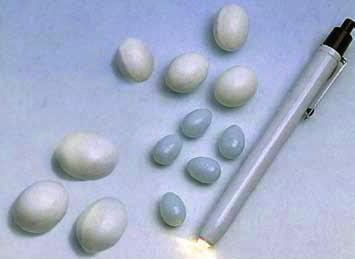 stylo-ovoscope-quiko STYLO OVOSCOPE QUIKO – Image 1