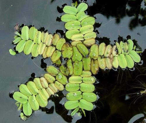 salvinia-natans SALVINIA NATANS – Image 1